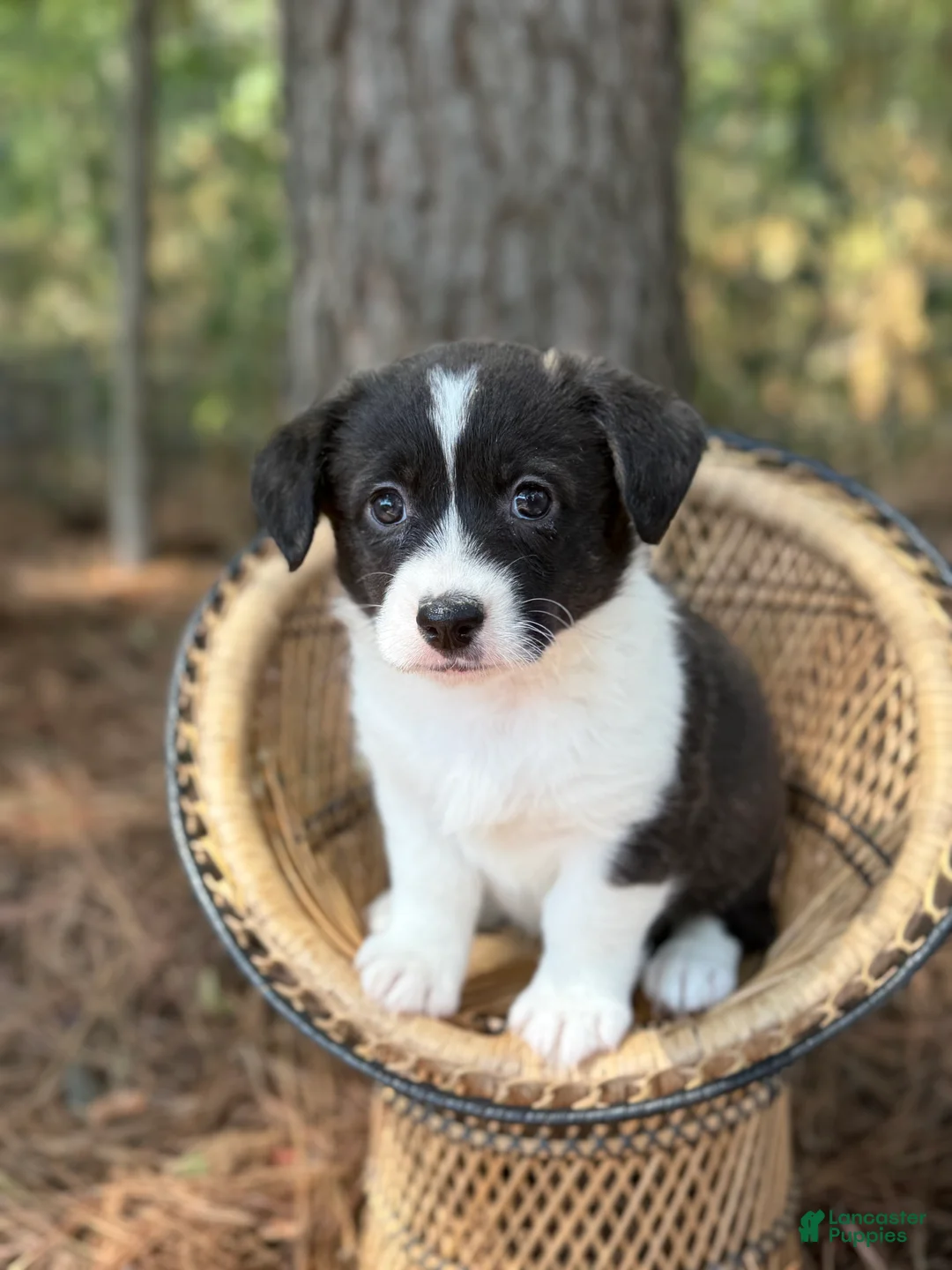 Mixed Breed dogs for sale: BRINDLE - Ad 2
