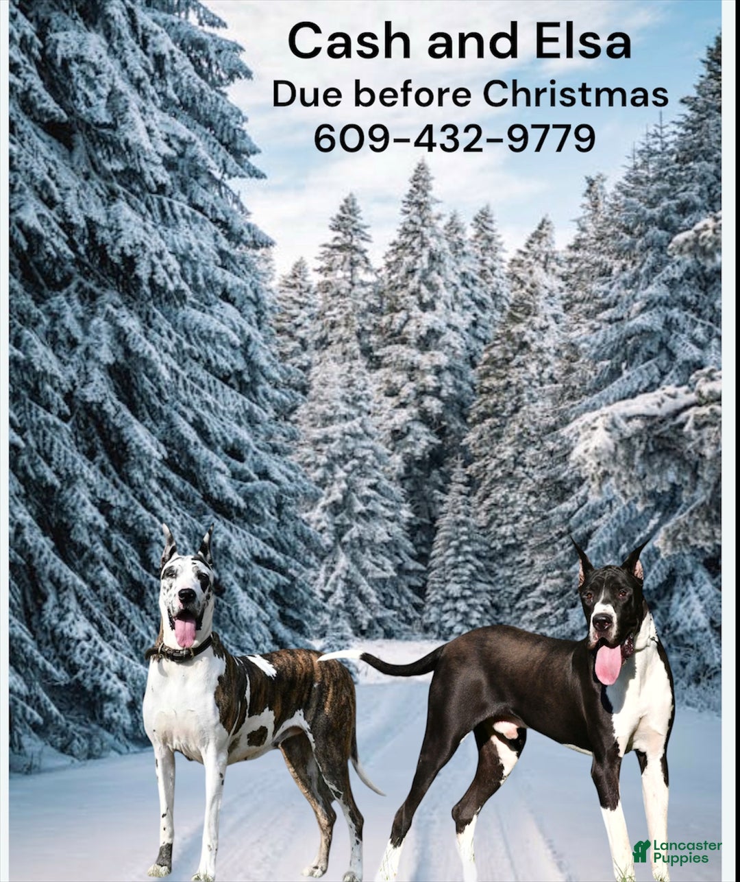 Great Dane dogs for sale: Upcoming litter - Ad 2