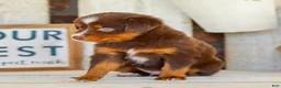 Miniature Australian Shepherd dogs for sale: Baxter - Ad 5