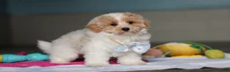 Mixed Breed dogs for sale: Harris - Ad 7