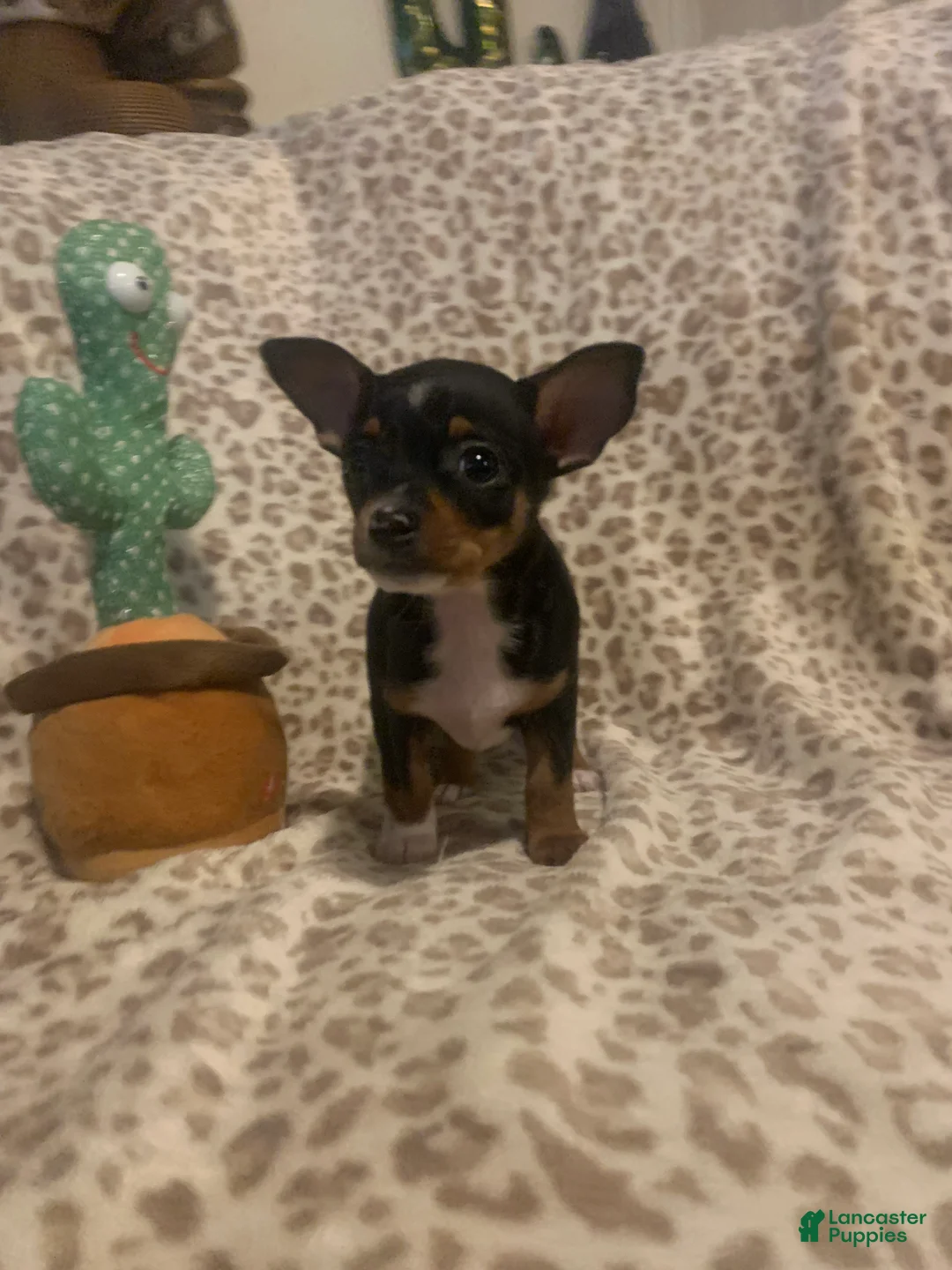 Chihuahua dogs for sale: Moyito - Ad 1