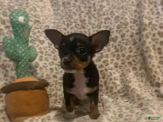 Chihuahua dogs for sale: Moyito - Ad 2