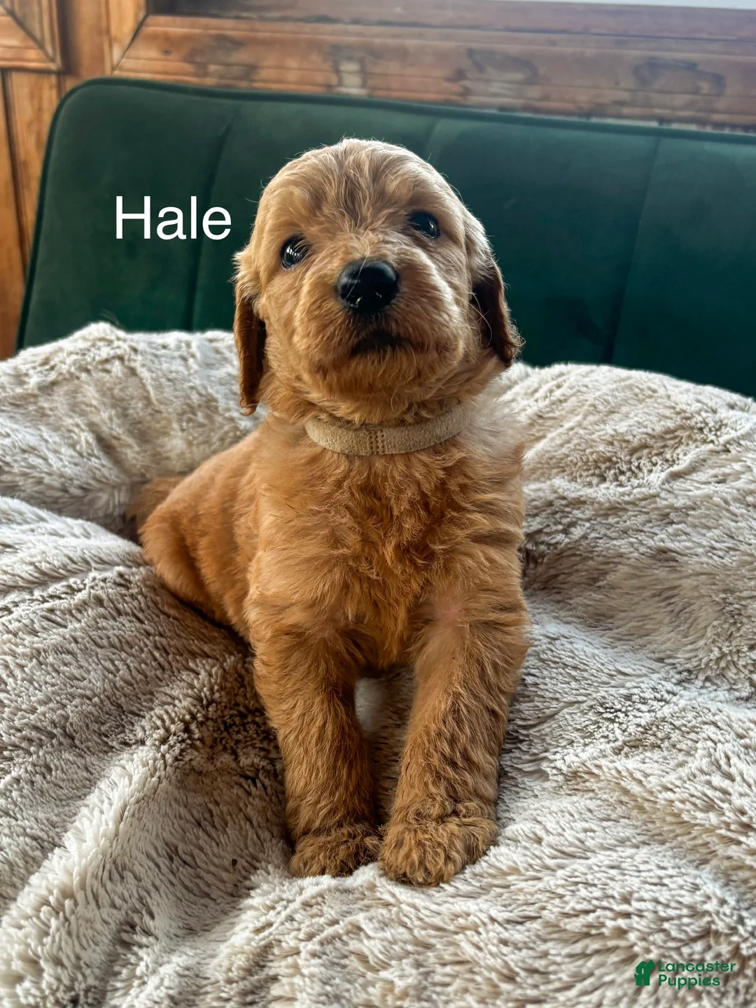 Goldendoodle dogs for sale: Hale  - Ad 1