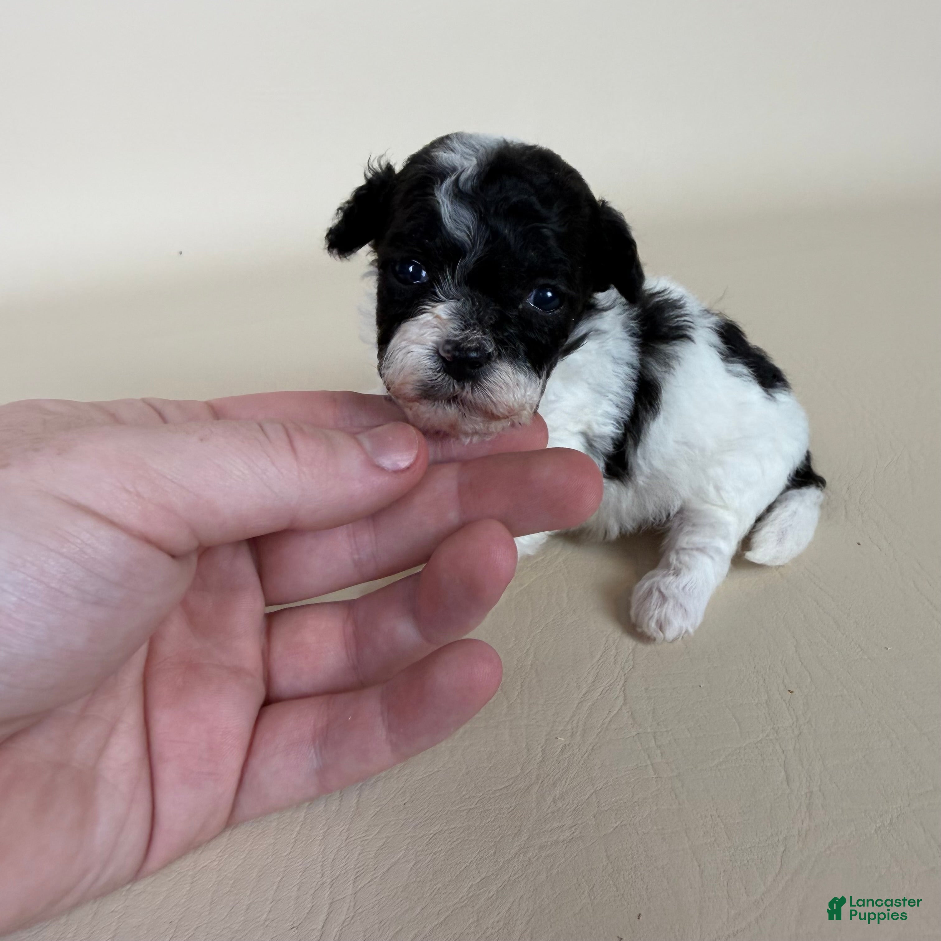 Maltipoo dogs Millie  - Ad 2