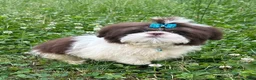 Shih Tzu dogs for sale: Weston - Ad 7