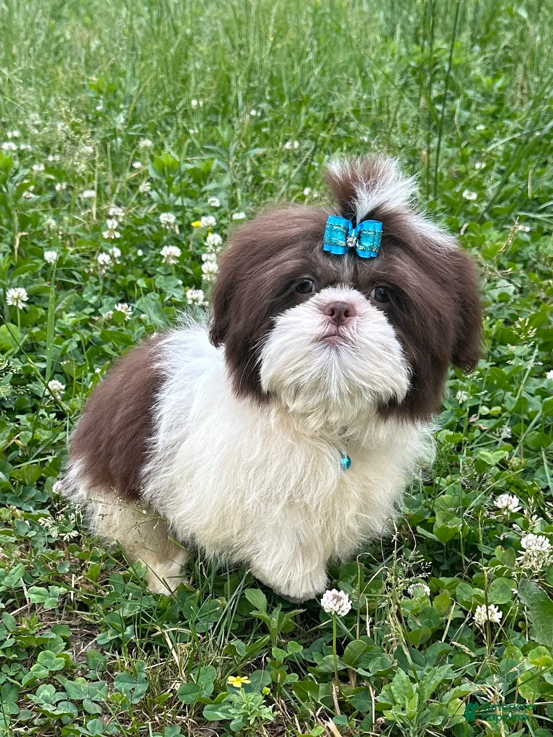 Shih Tzu dogs for sale: Weston - Ad 7