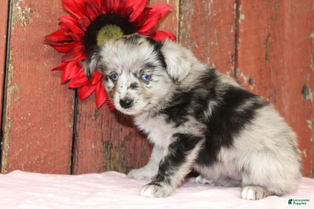 Miniature Australian Shepherd dogs for sale: Miniature Australian Shepherd Puppy 2 - Ad 3