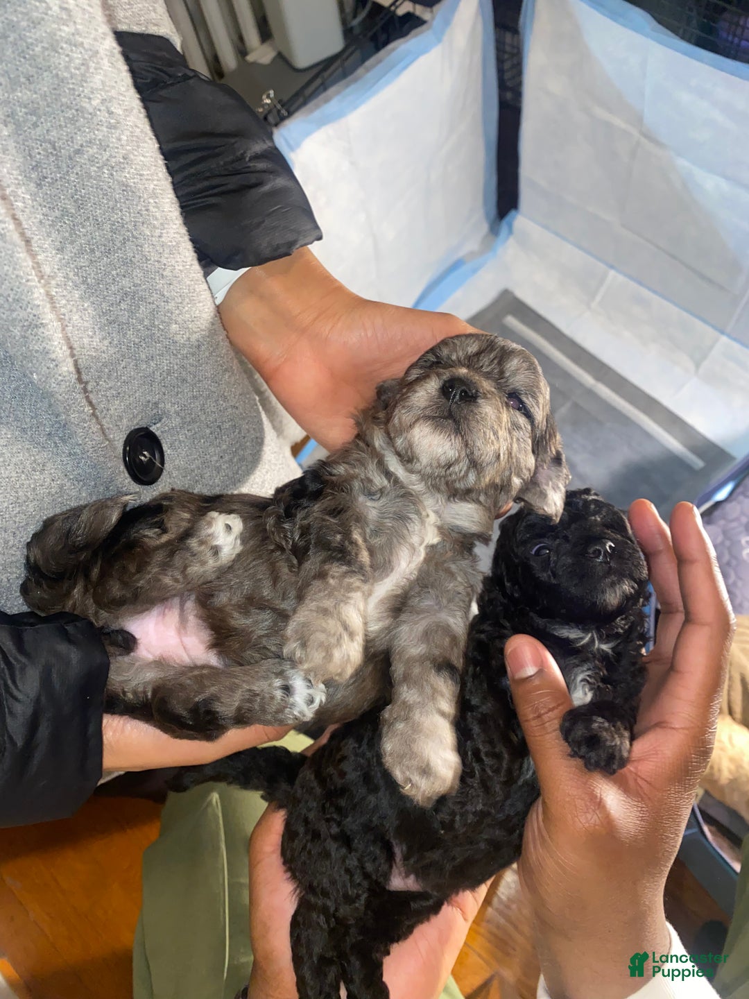 Shihpoo dogs for sale: Shihpoo Puppy 5 Ivory - Ad 5