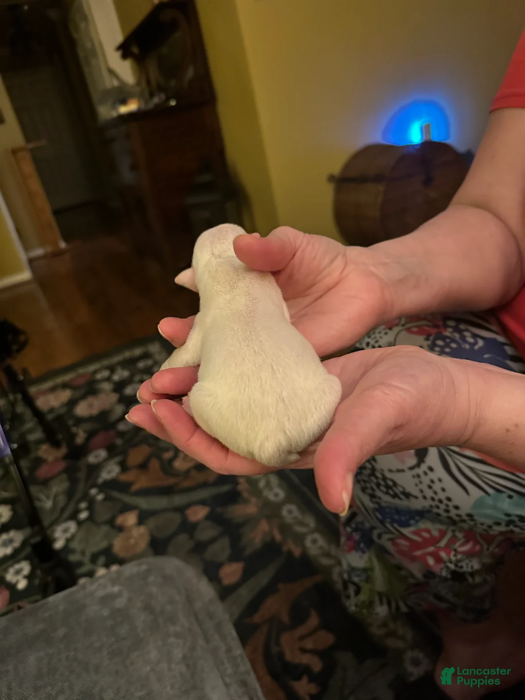 Mixed Breed dogs for sale: English Bulldog Puppy 5 - Ad 2