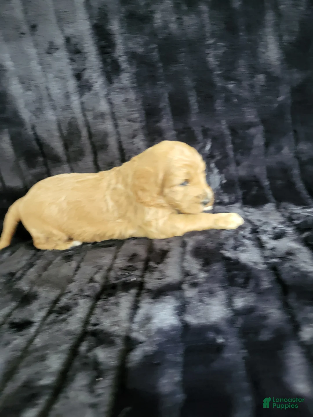 Standard Poodle dogs for sale: Standard Poodle Puppy Female - Ad 4