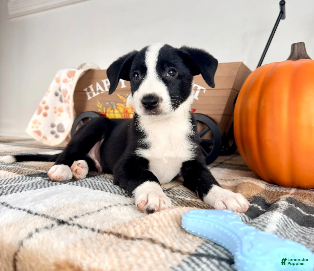Border Collie dogs for sale: Oakley - Ad 2