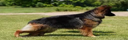 German Shepherd dogs for sale: German Shepherd 1 - Ad 8