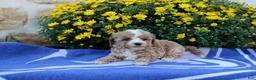 Pomeranian dogs for sale: Keeton - Ad 3