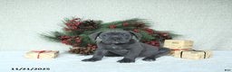 Cane Corso dogs for sale: Zane - Ad 7