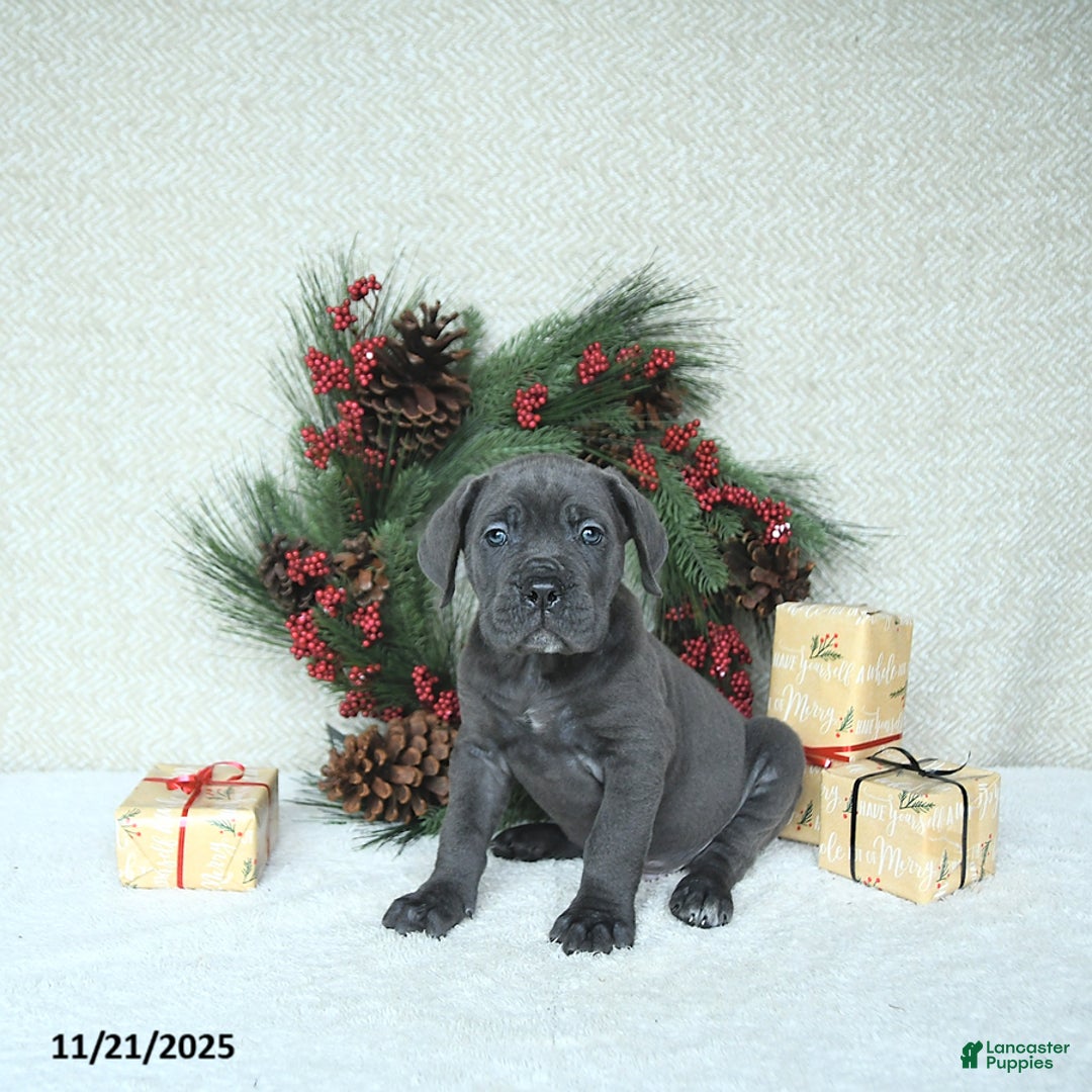 Cane Corso dogs for sale: Zane - Ad 7
