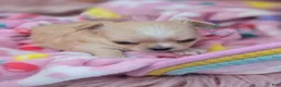 Chihuahua dogs for sale: Chihuahua 3 - Ad 17