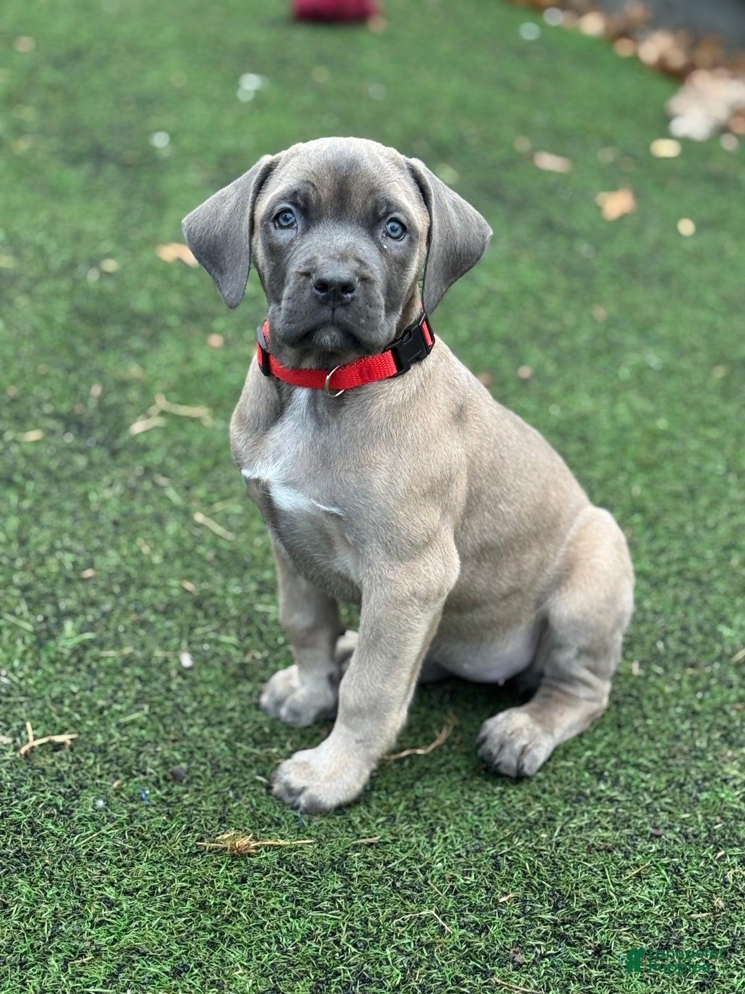 Cane Corso dogs for sale: Star - Ad 4