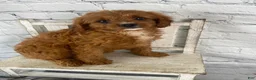 Cavapoo dogs for sale: Daisy - Ad 3
