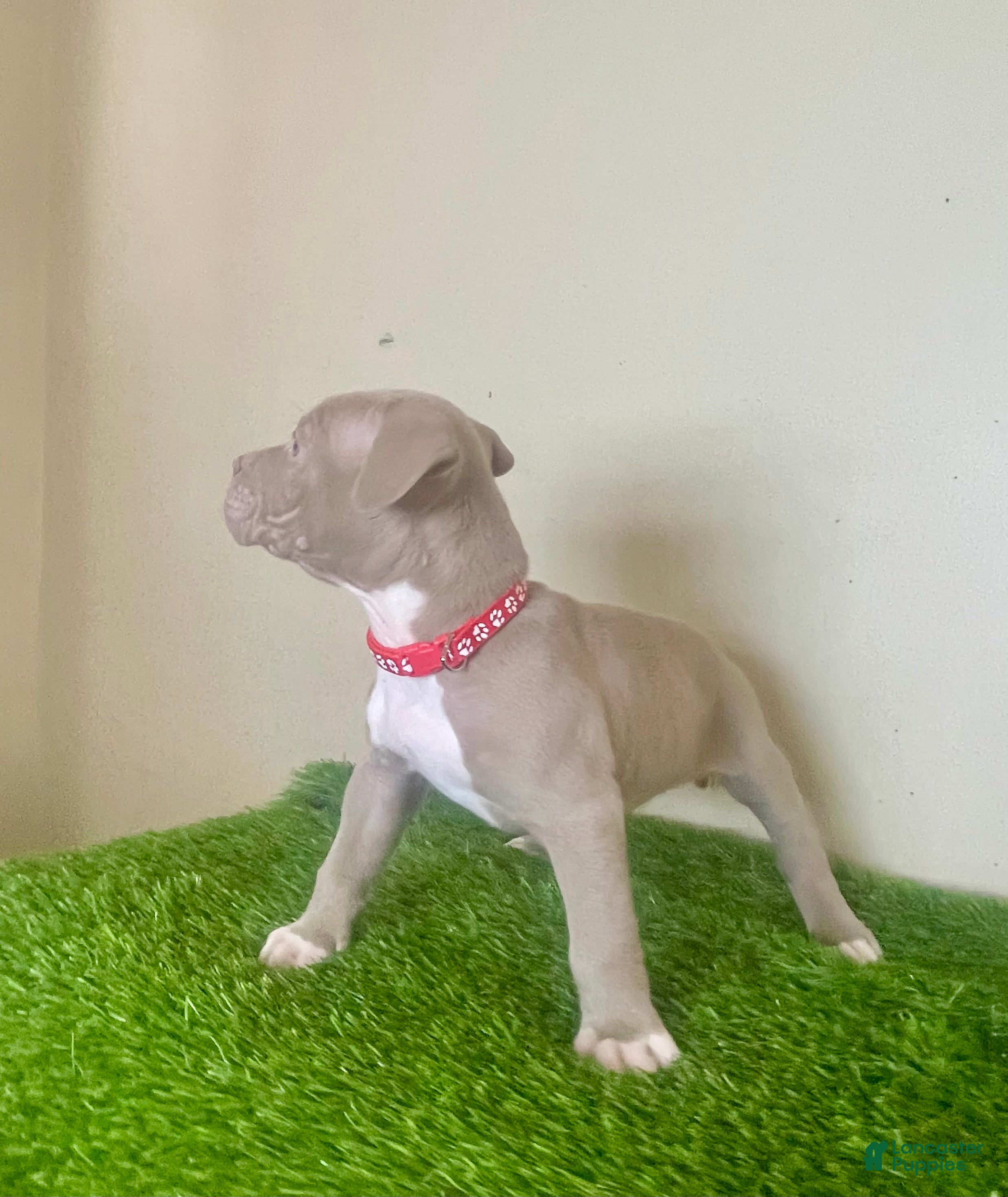 American Bully dogs American Bully Male 2 - Ad 2
