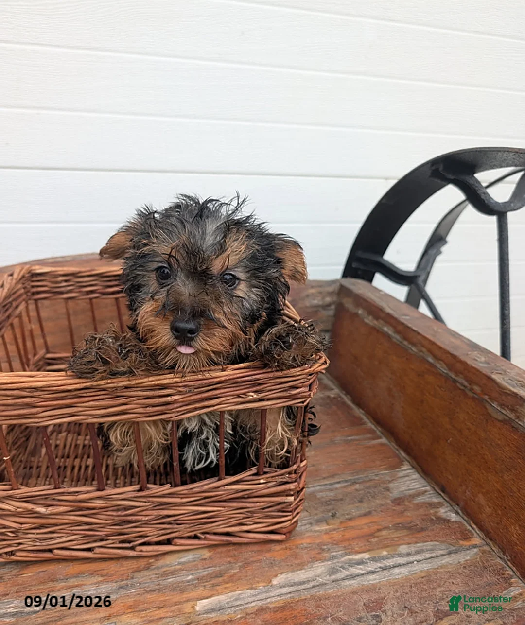 Yorkshire Terrier dogs for sale: Prince - Ad 3