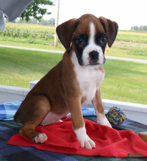 Boxer dogs Bella - Champ lines - Ad 2