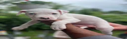 American Pit Bull Terrier dogs for sale: American Pit Bull Terrier 2 - Ad 2
