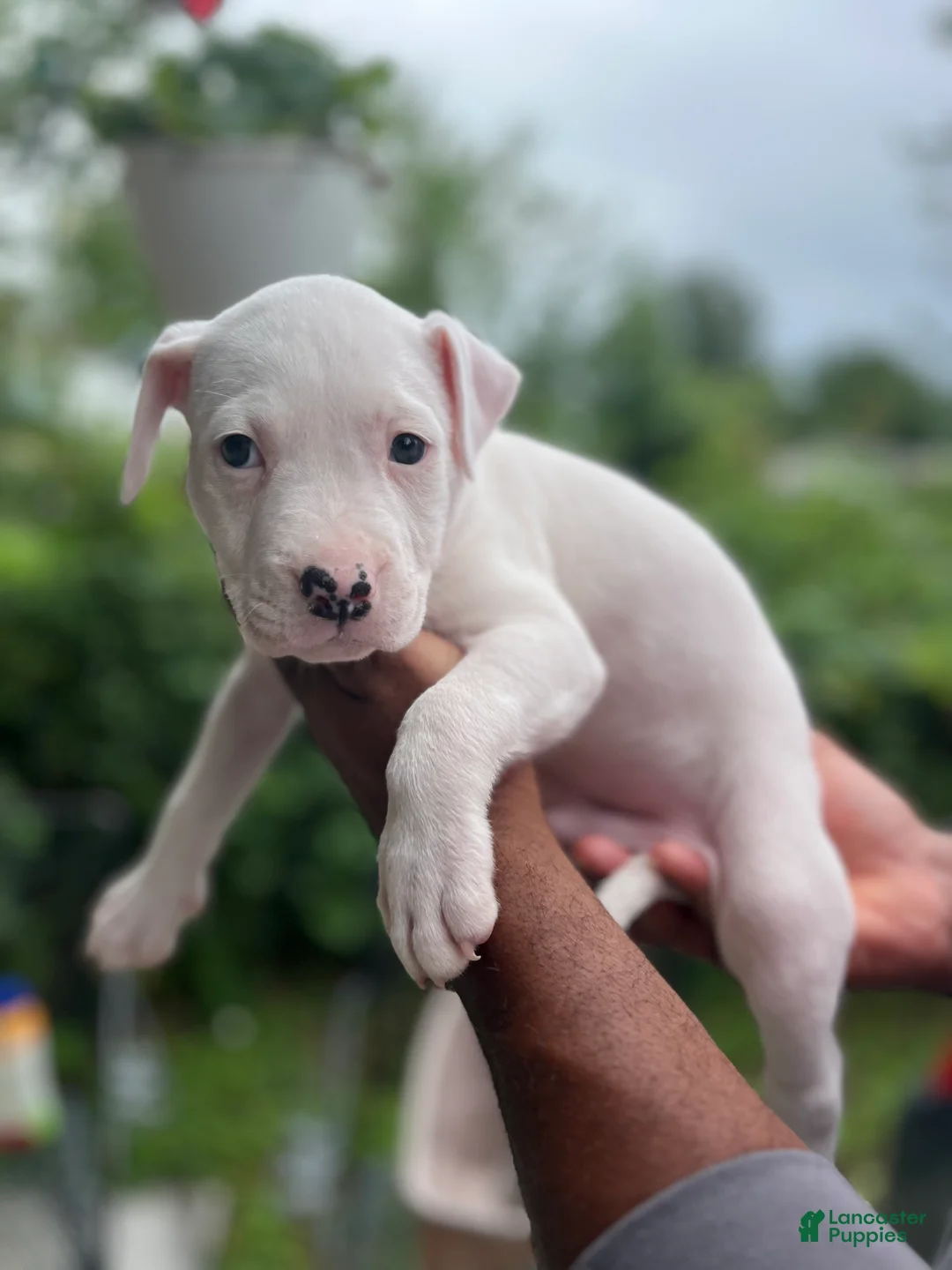 American Pit Bull Terrier dogs for sale: American Pit Bull Terrier 2 - Ad 2