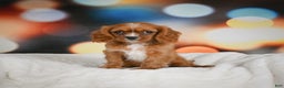 Cavalier King Charles Spaniel dogs for sale: Candy - Ad 10