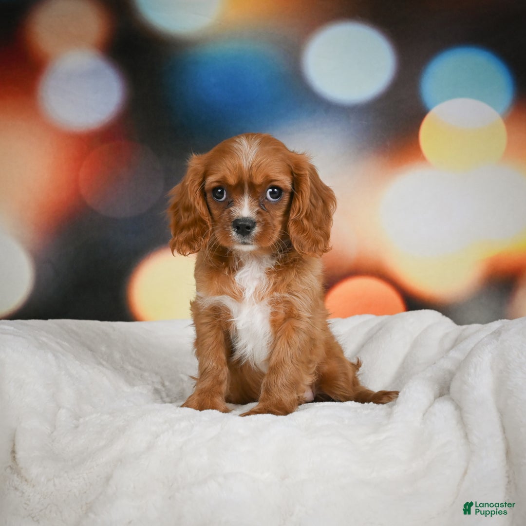 Cavalier King Charles Spaniel dogs for sale: Candy - Ad 10