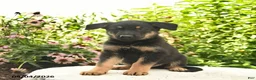 German Shepherd dogs for sale: Laser - Ad 4