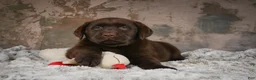 Labrador Retriever dogs for sale: Gem - Ad 6