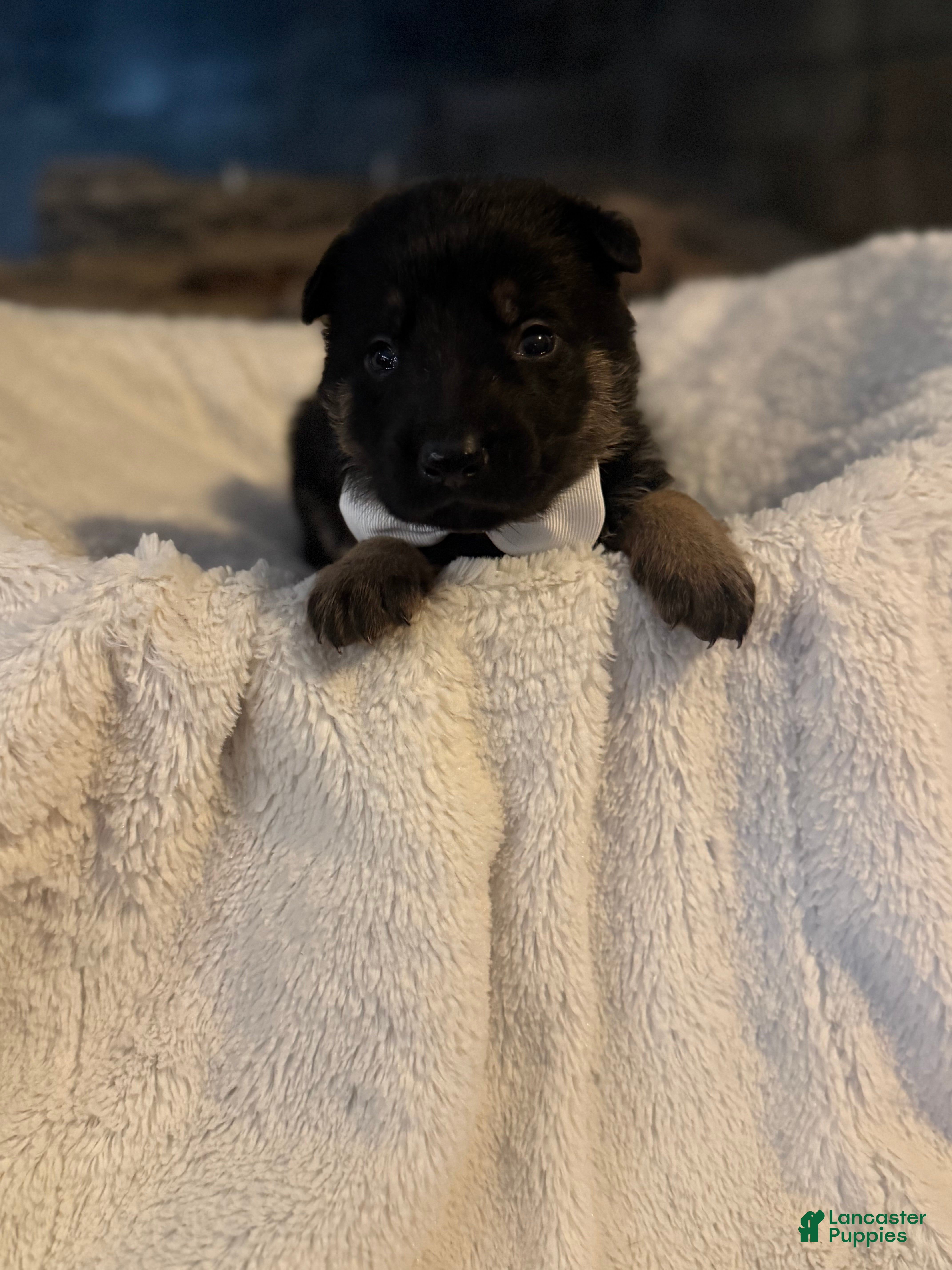 German Shepherd dogs Lambo - Ad 30