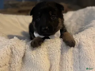 German Shepherd dogs Lambo - Ad 11