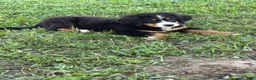 Bernese Mountain Dog dogs for sale: Poppi - Ad 3