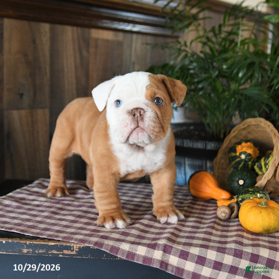English Bulldog dogs for sale: Walker - Ad 1