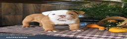 English Bulldog dogs for sale: Walker - Ad 1