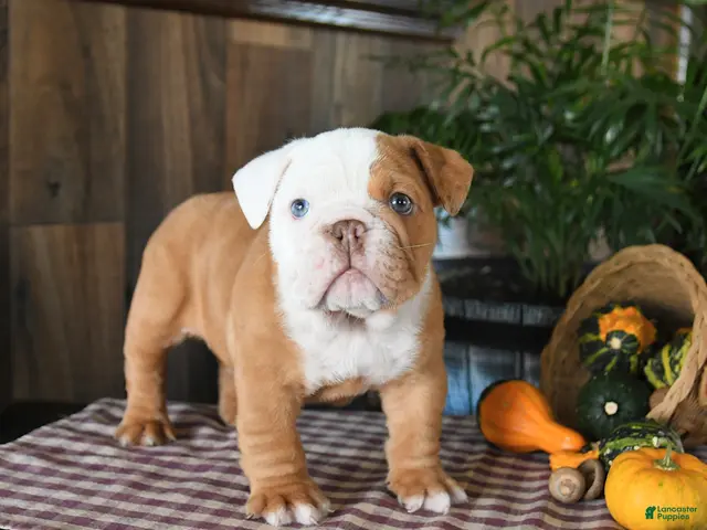 English Bulldog dogs for sale: Walker - Ad 1