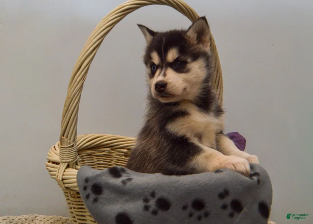 Pomsky dogs for sale: Elle - Ad 5