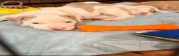 American Bully dogs for sale: American Bully Puppy 2 - Ad 6