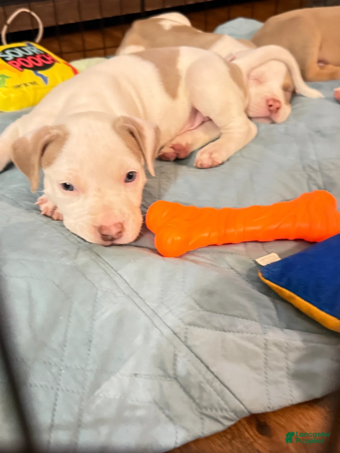 American Bully dogs for sale: American Bully Puppy 2 - Ad 6