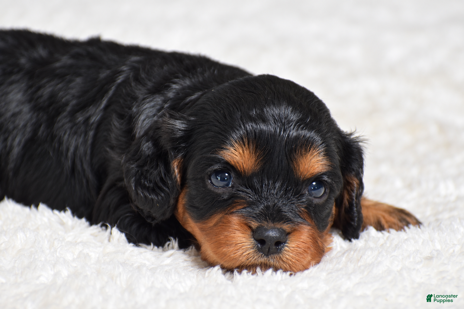 Fabian (Cavapoo, Male) in Bird in Hand, PA