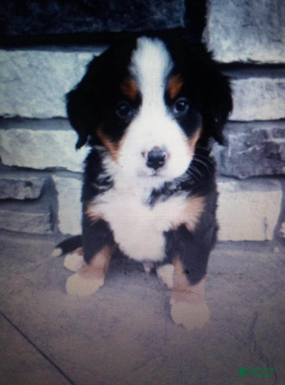 Bernese Mountain Dog dogs Elsie - Ad 20