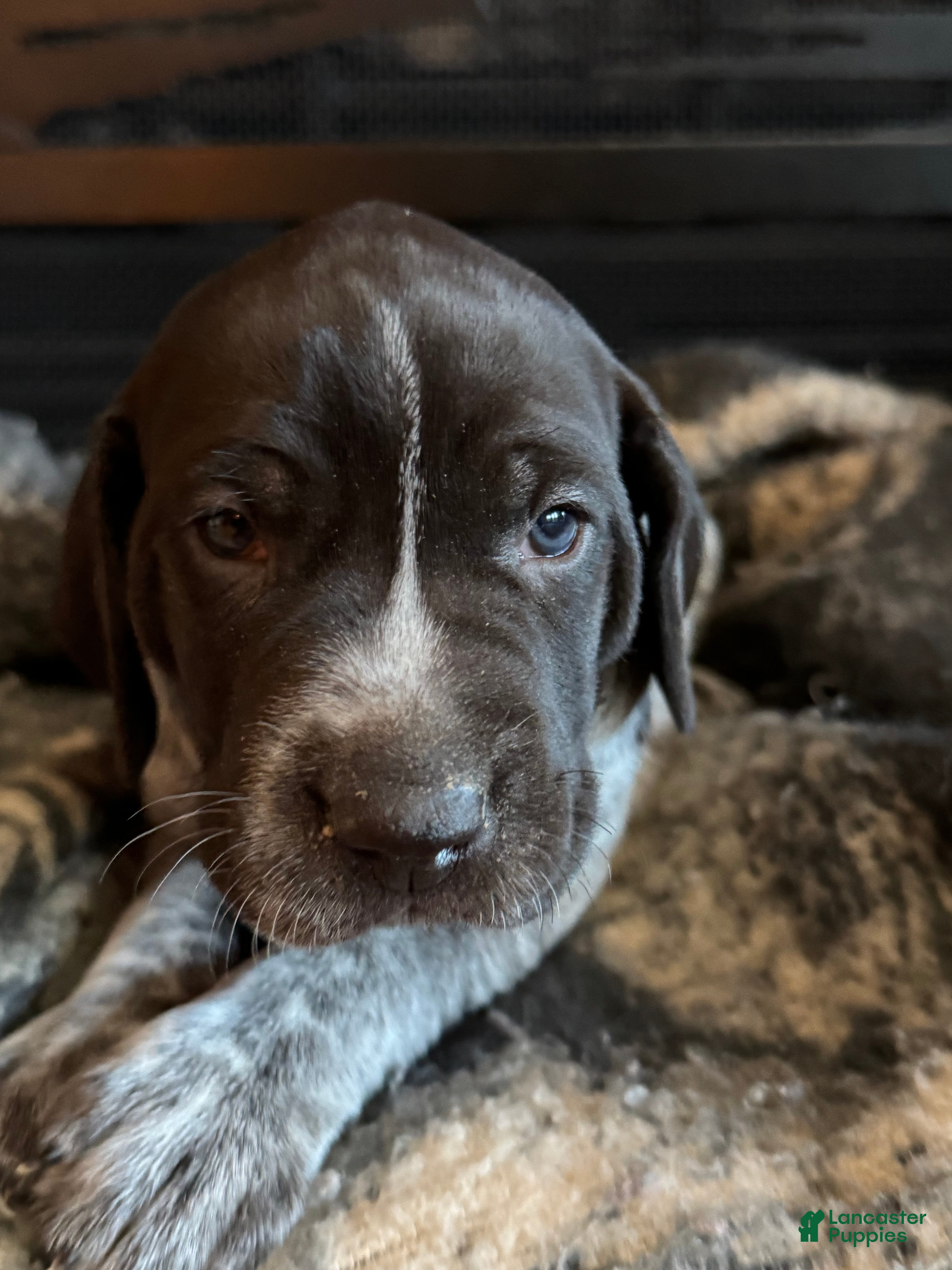 German Shorthaired Pointer dogs German Shorthaired Pointer Puppy 1 - Ad 16