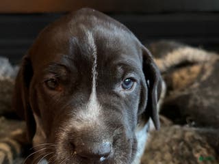 German Shorthaired Pointer dogs German Shorthaired Pointer Puppy 1 - Ad 16