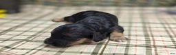 Cockapoo dogs for sale: Batty - Ad 39