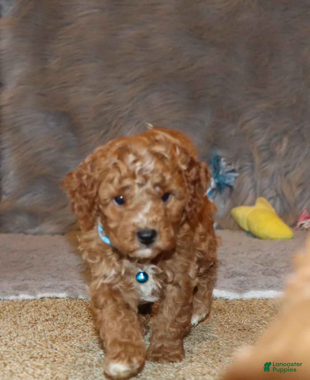 Mini Goldendoodle dogs for sale: Thomas 💙 Micro Miniature - Ad 1