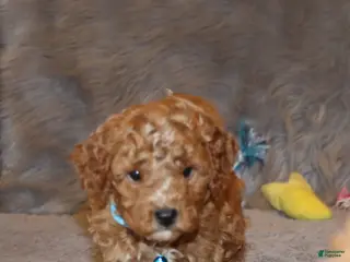 Mini Goldendoodle dogs Thomas 💙 Micro Miniature - Ad 1