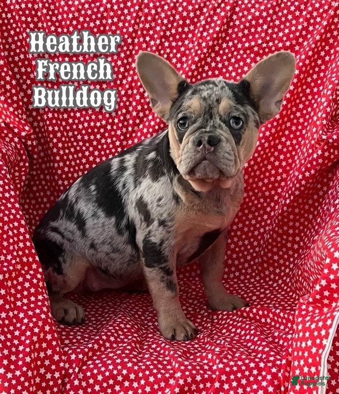 French Bulldog dogs Heather - Ad 2