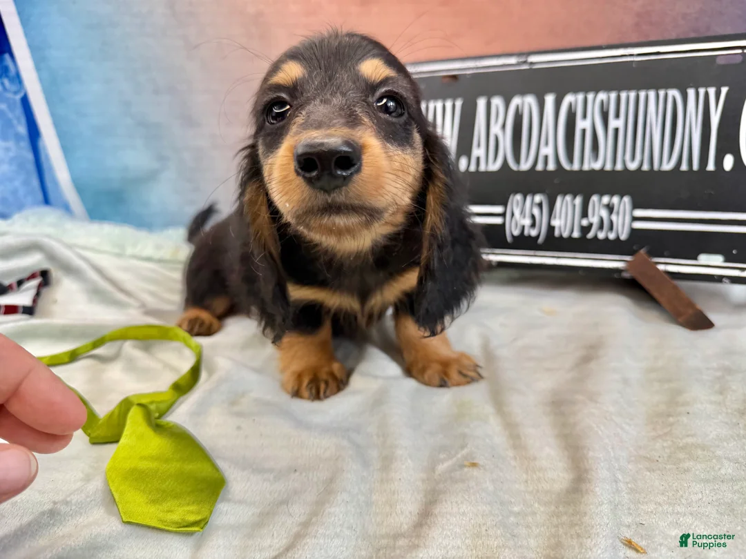 Miniature Dachshund dogs for sale: Champion Cappuccino boy - Ad 2