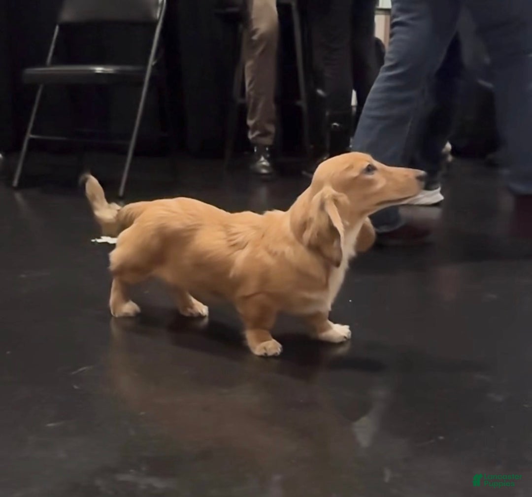 Miniature Dachshund dogs for sale: Cream dapple - Ad 5